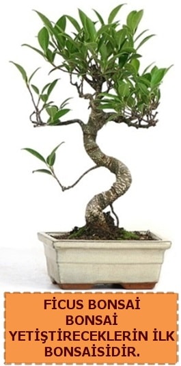 Ficus bonsai 15 ile 25 cm arasndadr Kzlcahamam cicek , cicekci 