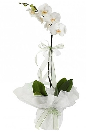 Tekli Beyaz Orkide Kzlcahamam iek online iek siparii 