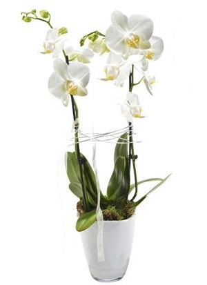 2 dall beyaz seramik beyaz orkide sakss Ankara Kzlcahamam online iek gnderme sipari 