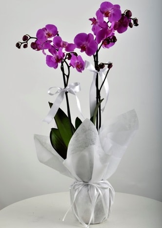 ift dall saksda mor orkide iei Ankara Kzlcahamam iek sat online ieki , iek siparii 