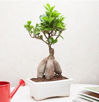 Exotic Ficus Bonsai ginseng ankara ieki Kzlcahamam ucuz iek gnder 