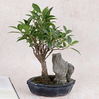 Japon aac Evergreen Ficus Bonsai Ankara Kzlcahamam online iek gnderme sipari 