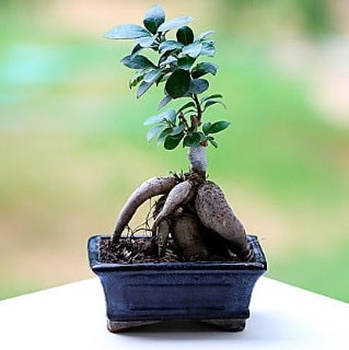 Marvellous Ficus Microcarpa ginseng bonsai Ankara Kzlcahamam iek sat online ieki , iek siparii 