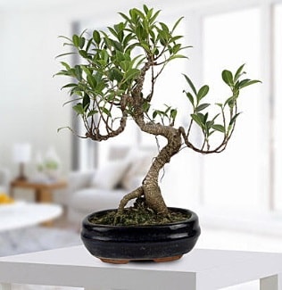 Gorgeous Ficus S shaped japon bonsai Kzlcahamam ankara internetten iek sat 