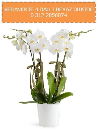 Seramikte 4 dall beyaz orkide Kzlcahamam ankara iekleri gvenli kaliteli hzl iek 