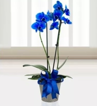 ift dall mavi orkide Ankara Kzlcahamam 14 ubat sevgililer gn iek 