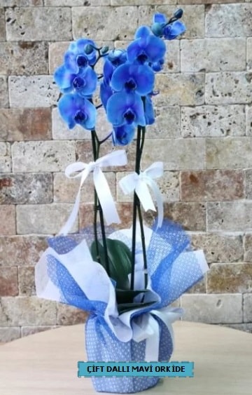 ift dall ithal mavi orkide Kzlcahamam cicek , cicekci 