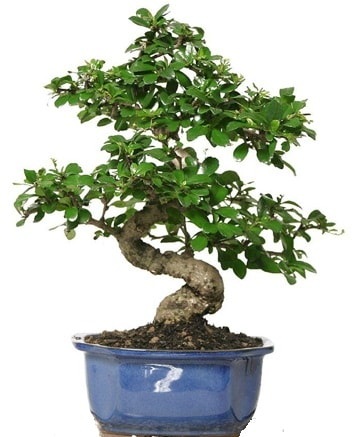 21 ile 25 cm aras zel S bonsai japon aac Kzlcahamam Ankara iek gnder uluslararas iek gnderme 