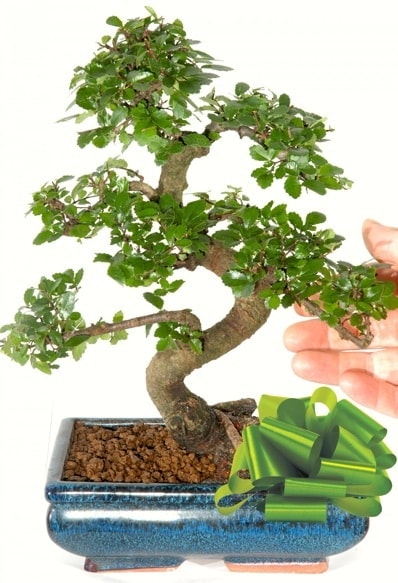 Yaklak 25 cm boyutlarnda S bonsai Kzlcahamam ankara iek maazas , ieki adresleri 