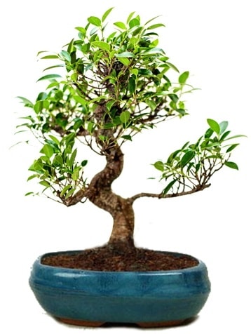 25 cm ile 30 cm aralnda Ficus S bonsai Ankara Kzlcahamam online iek gnderme sipari 
