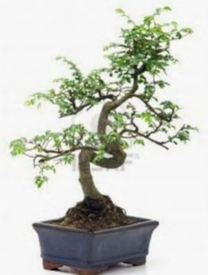 S gvde bonsai minyatr aa japon aac Ankara Kzlcahamam 14 ubat sevgililer gn iek 