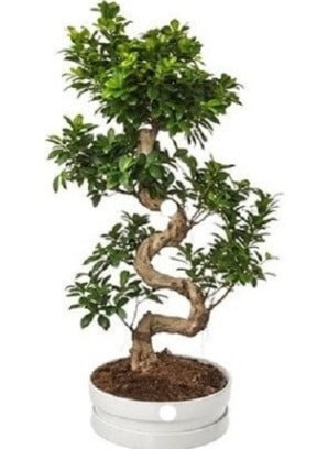 90 cm ile 100 cm civar S peyzaj bonsai Ankara Kzlcahamam online iek gnderme sipari 
