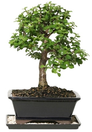 15 cm civar Zerkova bonsai bitkisi Kzlcahamam ankara iek maazas , ieki adresleri 