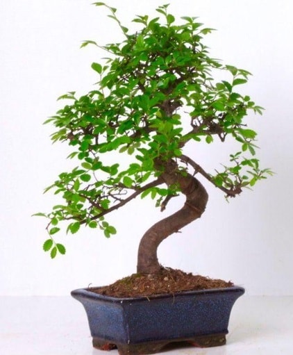 S gvdeli bonsai minyatr aa japon aac Ankara Kzlcahamam online iek gnderme sipari 