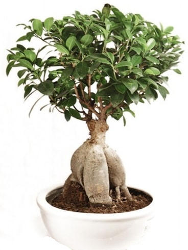 Ginseng bonsai japon aac ficus ginseng Kzlcahamam iek siparii vermek 