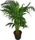 ankara ieki Kzlcahamam ucuz iek gnder  Areca palm  